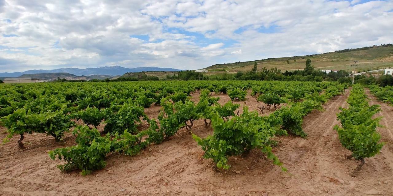Apartamento Entrevinas En El Corazon De La Rioja Fuenmayor Eksteriør billede
